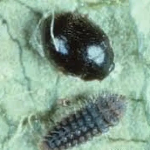 Spider Mite Destroyer