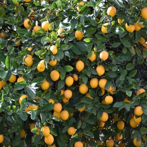 Bush full of bright yellow lemons.