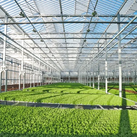 Gotham Greens is building a state-of-the-art greenhouse near UC Davis and partnering with UC ANR and UC Davis to advance research and innovation in indoor agriculture, greenhouse technology and urban agriculture. Photo courtesy of Gotham Greens