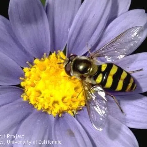 Beneficial syrphid fly adult on purple flower. [Credit: Jack Kelly Clark]