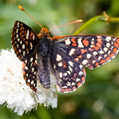 Edith’s checkerspot (Euphydryas editha) is one of the species declining in at least two datasets quoted in the Science publication. (Photo courtesy of Walter Siegmund, Wikipedia)
