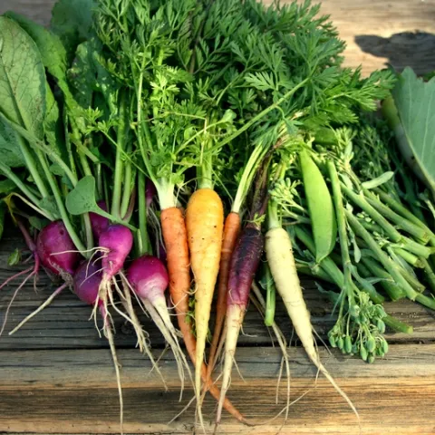 With a value of $6.1 billion, California accounted for over half of U.S. fresh vegetable production in 2018. Photo by Shermain Hardesty,