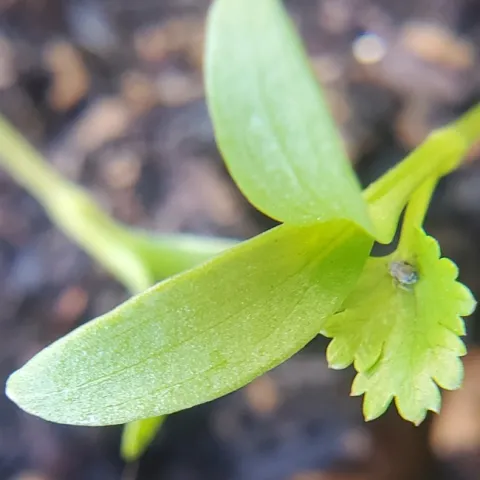 Cilantro 2 cotyledon leaves and 1 true leaf - Photo Paula P.