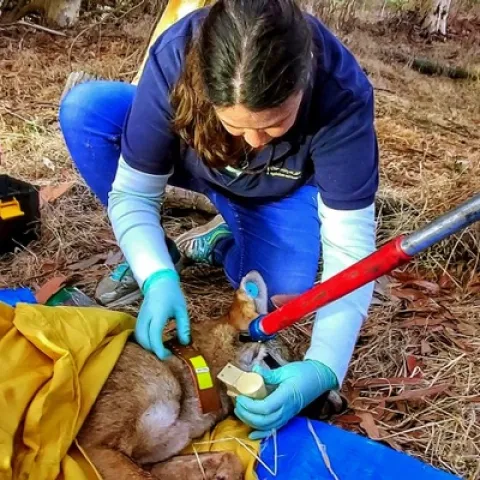 Quinn puts a collar on a coyote. The battery-powered collars, recharged by solar panels on the collar, send location and speed data to Quinn. Photo by Danielle Martin