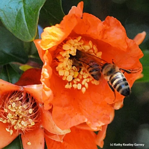 Two honey bees competing for pollen on a pomegranate blossom. (Photo by Kathy Keatley Garvey)