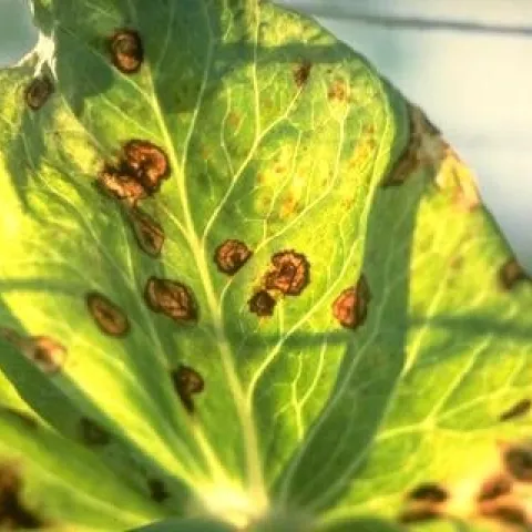 A yellow green sweet pea leaf with brown spots from a fungal disease.