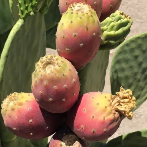 cactus pear