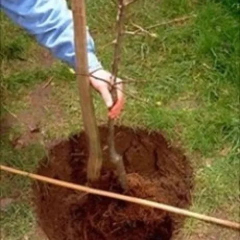 Planting Bare Root Tree