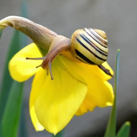 Snail and daffodil. (pixels.com)