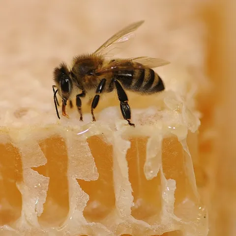 A honey bee on honeycomb. (Photo by Kathy Keatley Garvey)