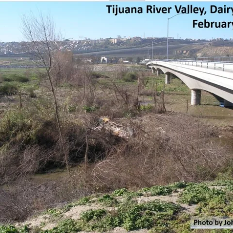 Tijuana willows shot hole