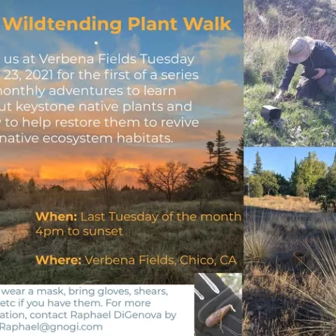 TEK Wildtending at Verbena Fields (campfirerestorationproject.org)