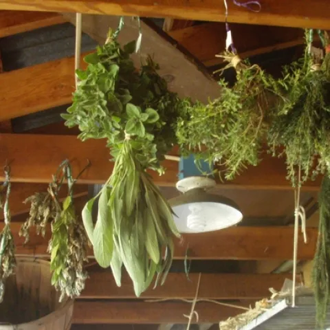 Herbs hanging to dry.