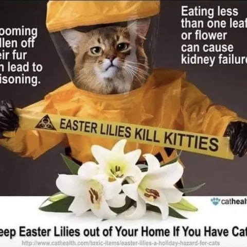 Lillies Kill Kitties: Photo courtesy of cathealth.com