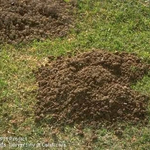 Green lawn with piled up soil from a gopher mound.