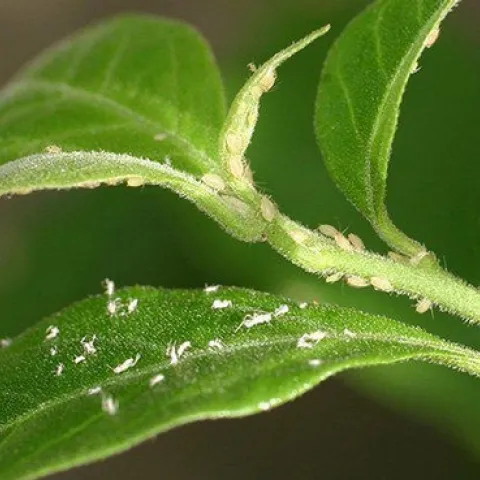 Aphids