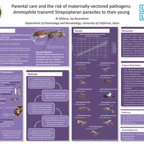 This is RJ Millena's poster, “Parental Care and the Risk of Maternally Vectored Pathogens: Ammophila Transmit Strepsipteran Parasites to Their Young,” that won top honors in the March 2021 Koret UC LEADS Symposium poster competition.