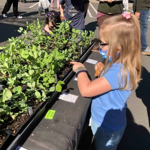 Shopping for plants at the Saturday Farmers Market, Debi Durham