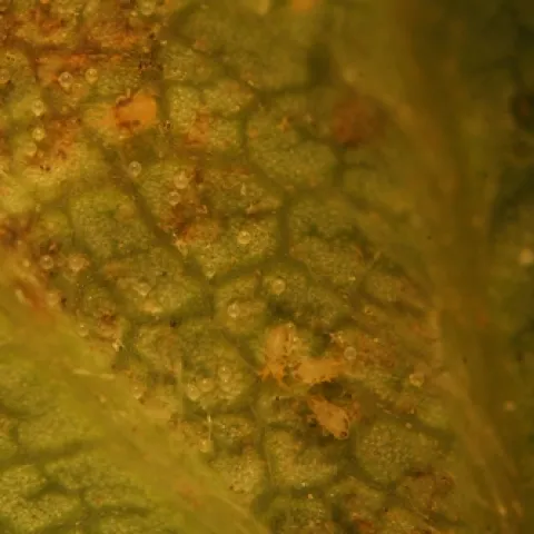 Twospotted spider mite at top, Lewis mites in the group of three toward bottom. Note the slightly larger size of the twospotted as compared to the Lewis. Markings are larger and more distinct for twospotted spider mite, and less so and running all along the side for Lewis.