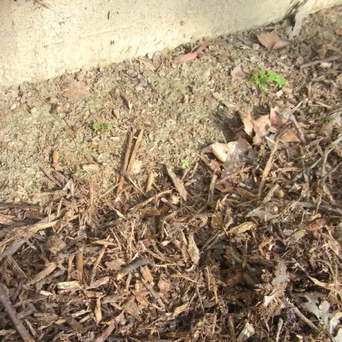 Stop mulch short of a building foundation to leave bare soil for bees