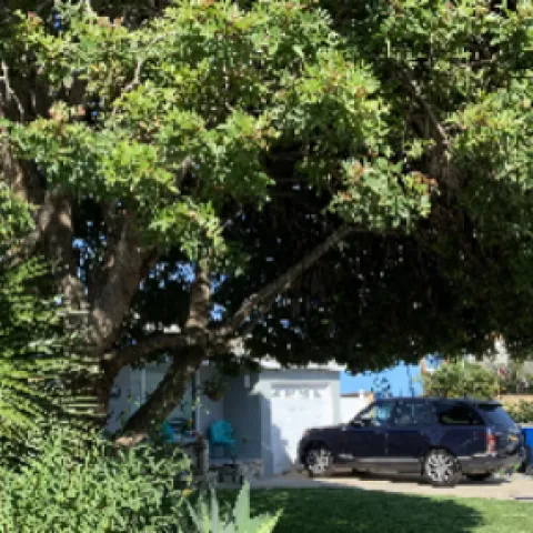 trees shade urban heat islands, absorb carbon dioxide and conserve energy