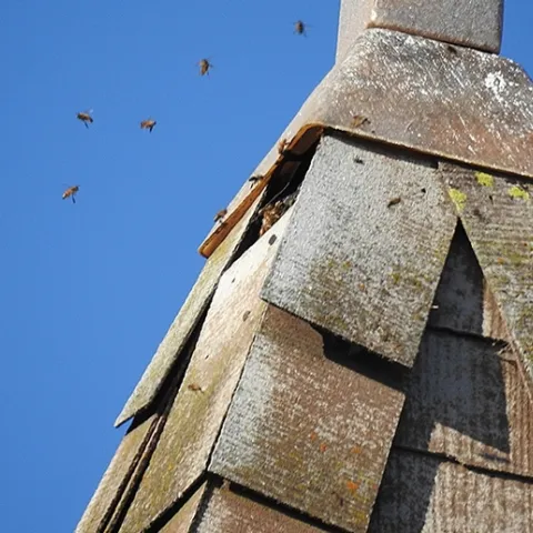 Honey bees head into their home in the the bell tower of the Epiphany Episcopal Church, Vacaville. (Photo by Kathy Keatley Garvey)
