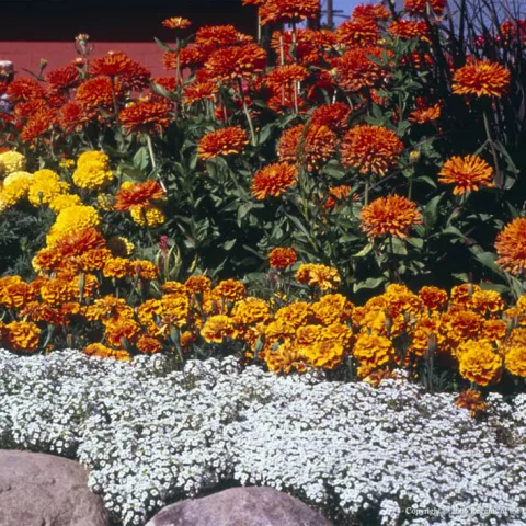 Home Flower Garden, Photo: Evett Kilmartin, UC ANR.