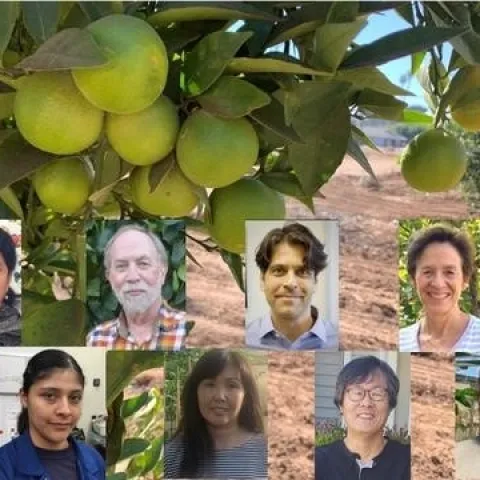UCR citrus group