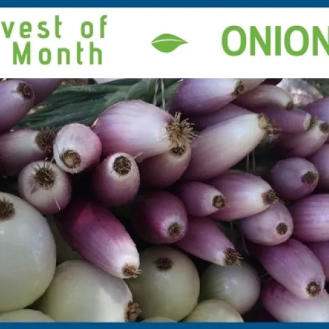 Onions April