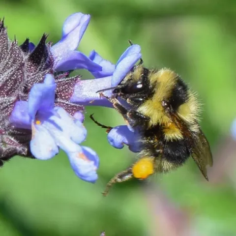 Black-tailed Bumble bee (B. melanopygus) on lupine, John Whittlesey