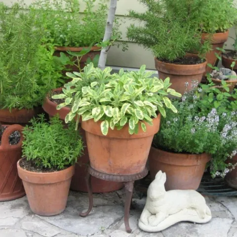 herbs in pots