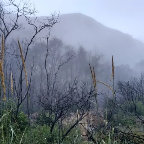 Plants regrow on a landscape scorched by the Thomas Fire of 2017. Photo by Annemiek Schilder