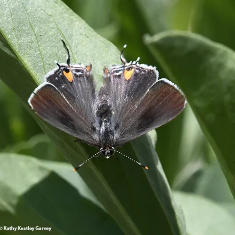 A gray hairstreak butterfly, Strymon melinus, on fava beans. (Photo by Kathy Keatley Garvey)