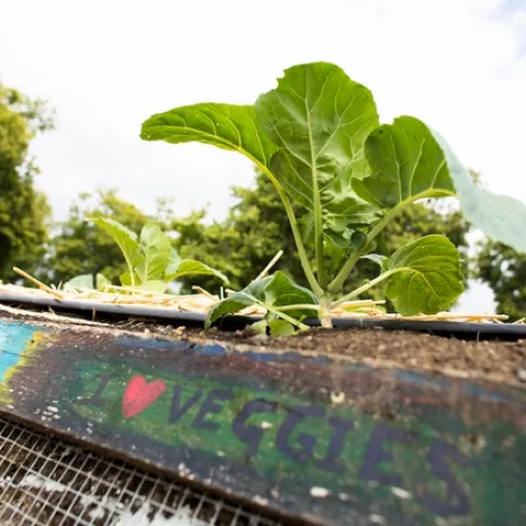 Close up of a leafy, green vegetable on a raised bed. A 2 by 4 piece of wood with "I heart vegetables" flanks the bed.