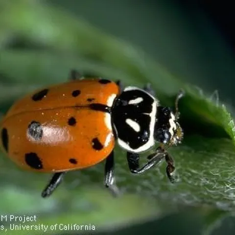 Black and red adult lady beetle on a green leaf.