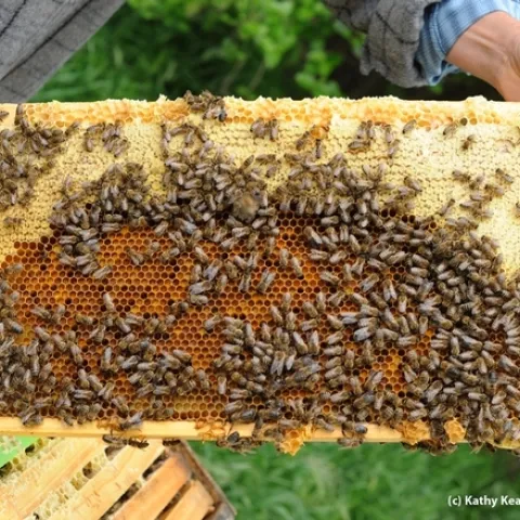 A frame of healthy bees. (Photo by Kathy Keatley Garvey)