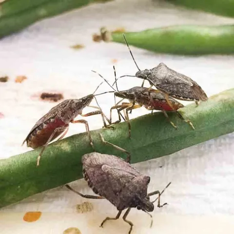 Brown Marmorated Stink Bug, Mr. Jesus Lara, UC Regents.
