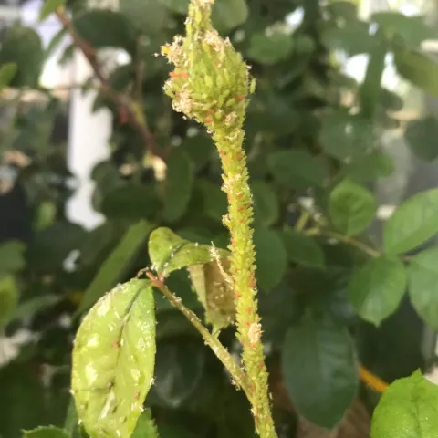 Aphids on roses (Credit: K Windbiel-Rojas)