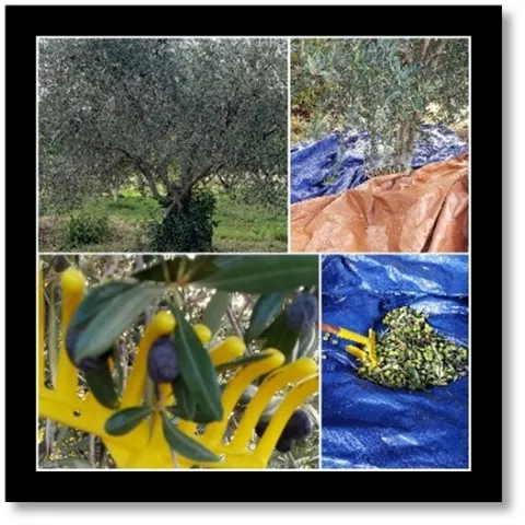 olive blog pic nforrest