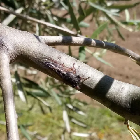 Cicada. photo by Jenni Dodini