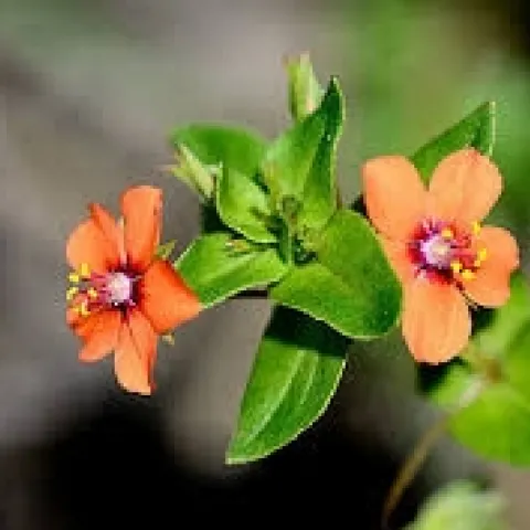 scarlet pimpernel