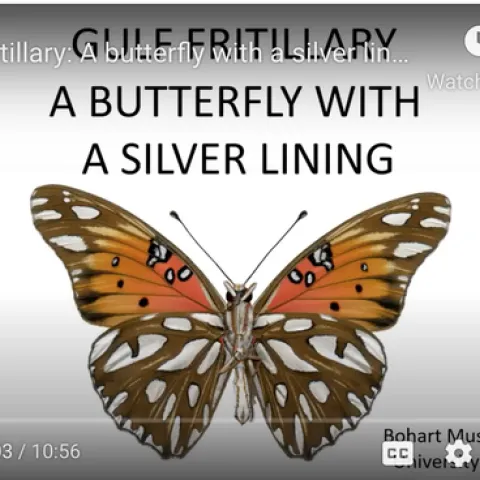 A screen shot of Greg Kareofelas' video on Gulf Fritillaries.