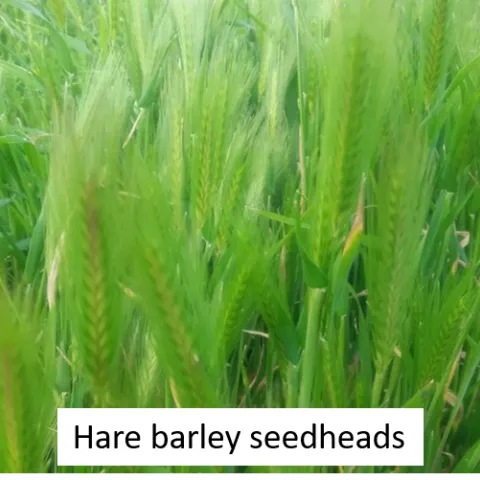 Hare Barley