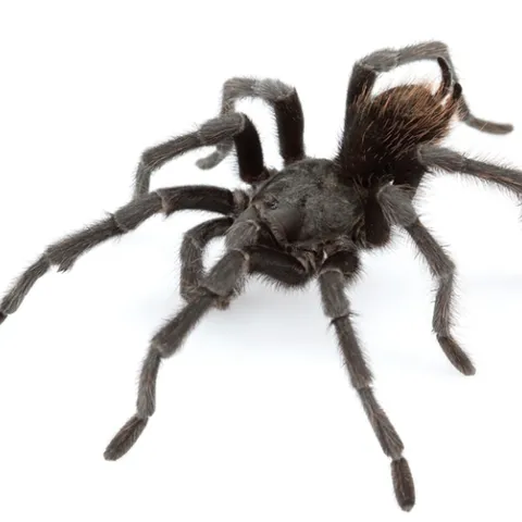 This tarantula is a male Aphonopelma johnnycashi. (Wikipedia image: credit,Chris A. Hamilton, Brent E. Hendrixson, Jason E. Bond - “Taxonomic revision of the tarantula genus Aphonopelma Pocock, 1901 (Araneae, Mygalomorphae, Theraphosidae) within the United States”, in ZooKeys, volume 560, 2016.
