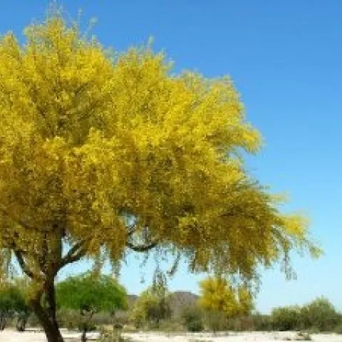 Beautiful Palo Verde in Bloom