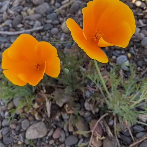 California poppy grows in just about anything, Janeva Sorenson