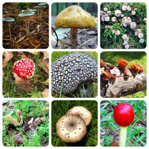 Toadstools and Mushrooms. (neilsperry.com)