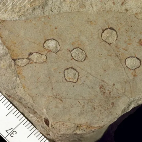 Ancient bug bitten leaves, like this one, will be the subject of Ellen Currano's virtual UC Davis seminar on Wednesday, April 28.