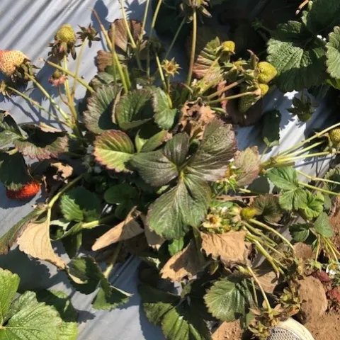 A strawberry plant heavily infested with Lewis mite in 2020. Shoe is my own. Photo by Mark Bolda, UCCE.