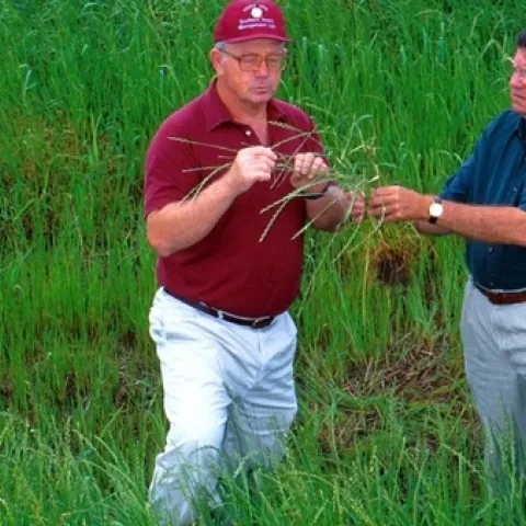 USDA entomologist Gordon Snodgrass (left) and Bill Scott monitor tarnished plant bug populations on their weed hosts. Universities around the world have teamed to combat crop-threatening weeds. (Photo courtesy of USDA)